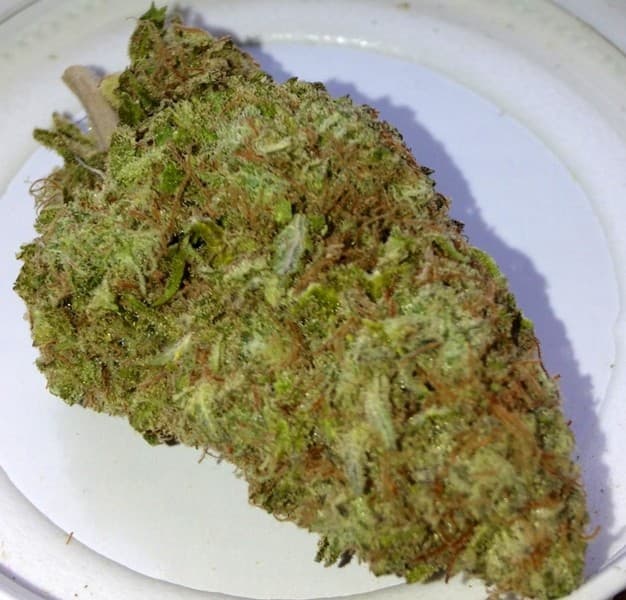 Blue Alien cannabis strain, community photo 4