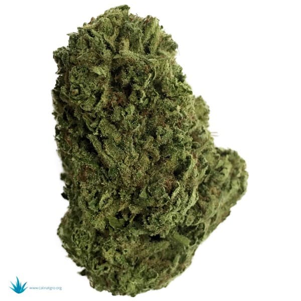 Blue Cheese cannabis strain, community photo 4