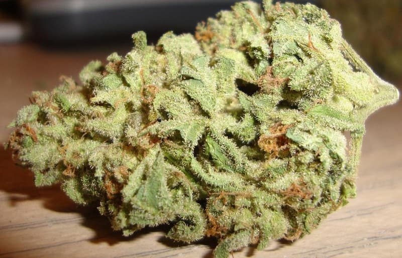 Blue Cheese cannabis strain, community photo 5