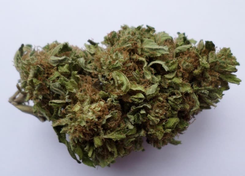 Blue Cheese cannabis strain, community photo 6