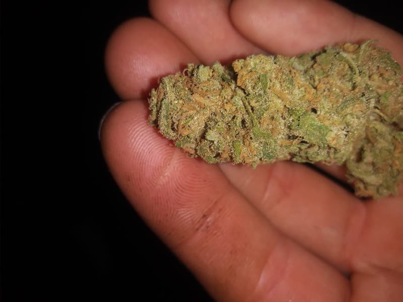 Blue Crack cannabis strain, community photo 5