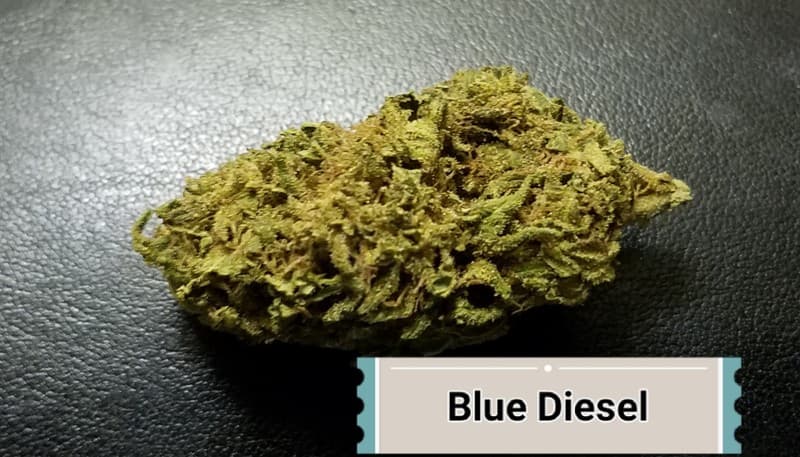 Blue Diesel cannabis strain, community photo 3