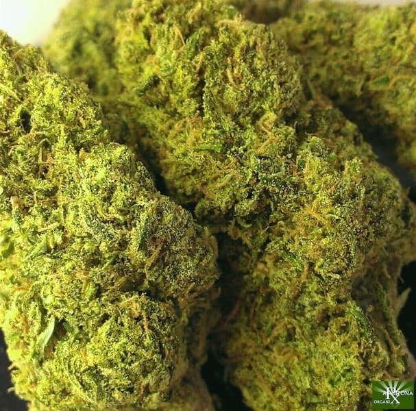 Blue Diesel cannabis strain, community photo 7