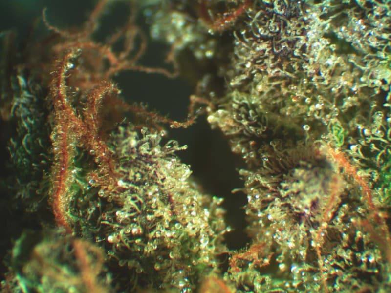 Blue Dream cannabis strain, community photo 1