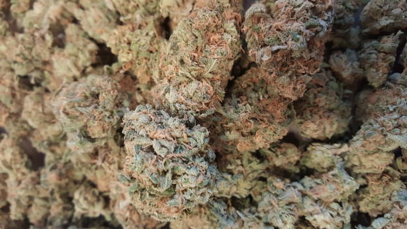 Blue Dream cannabis strain, community photo 8