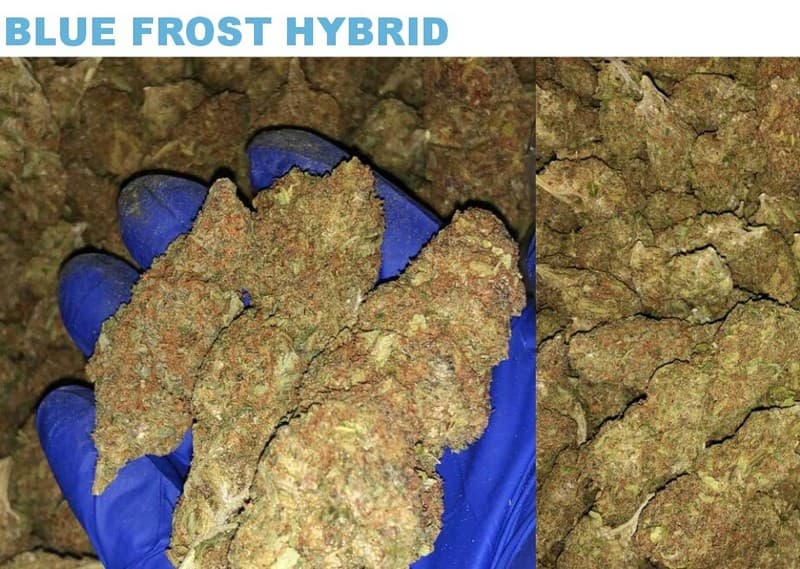 Blue Frost cannabis strain, community photo 1