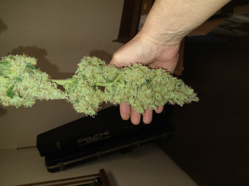 Blue Frost cannabis strain, community photo 2