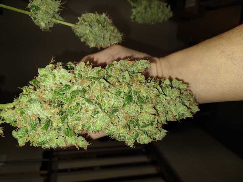 Blue Frost cannabis strain, community photo 3