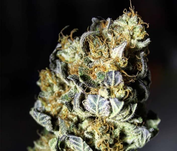 Blue Gelato cannabis strain, community photo 1
