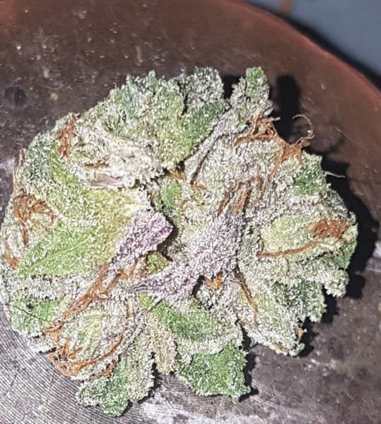 Blue Gelato cannabis strain, community photo 2