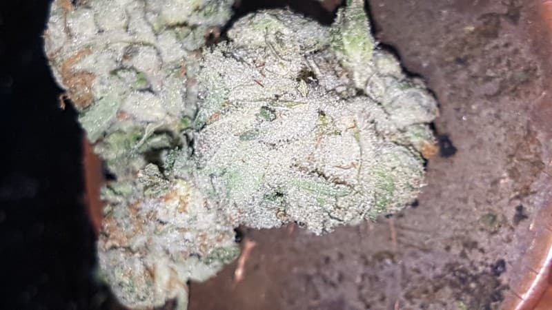 Blue Gelato cannabis strain, community photo 3