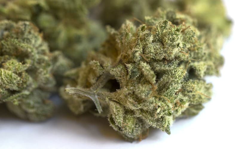 Blue Gelato cannabis strain, community photo 4