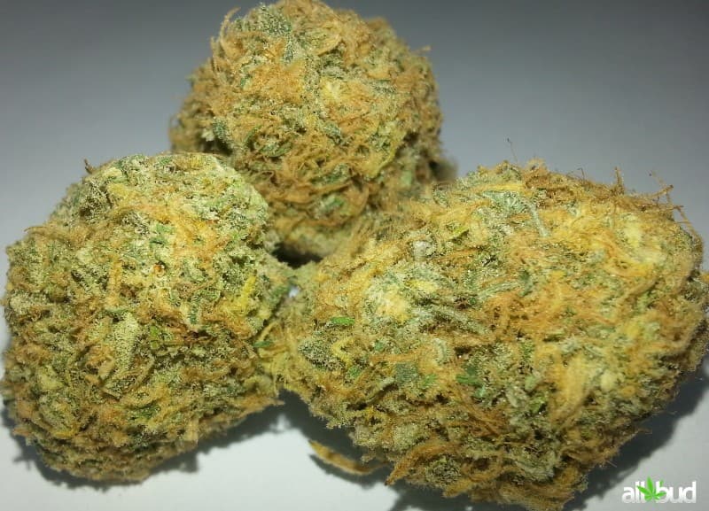 Blue Goo cannabis strain, community photo 1