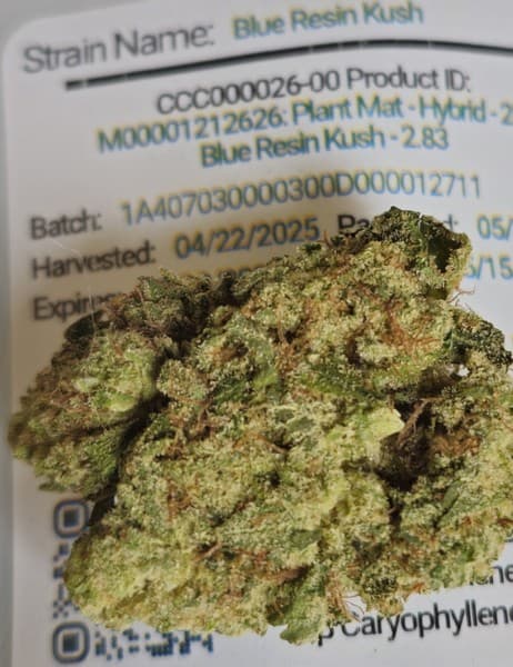 Blue Kush cannabis strain, community photo 1