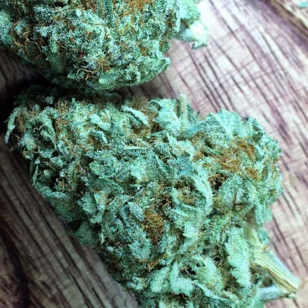 Blue Magoo cannabis strain, community photo 2