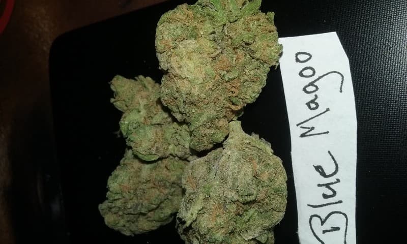 Blue Magoo cannabis strain, community photo 3