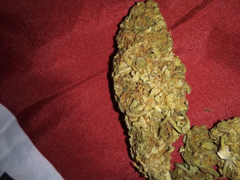 Blue Magoo cannabis strain, community photo 4