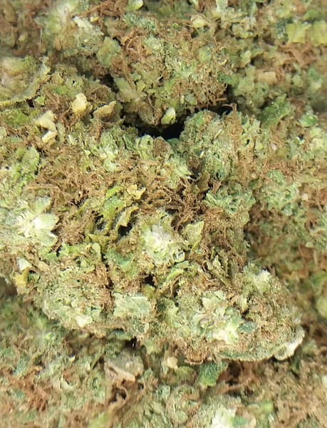 Blue Widow cannabis strain, community photo 1