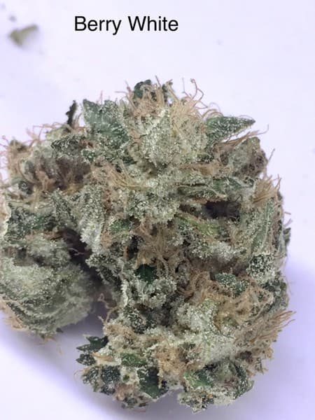 Blue Widow cannabis strain, community photo 3