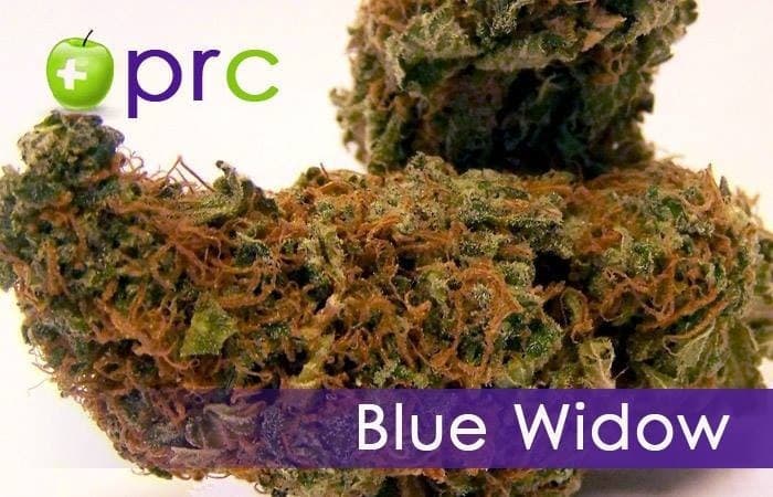 Blue Widow cannabis strain, community photo 4
