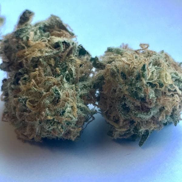 Blueberry cannabis strain, community photo 7