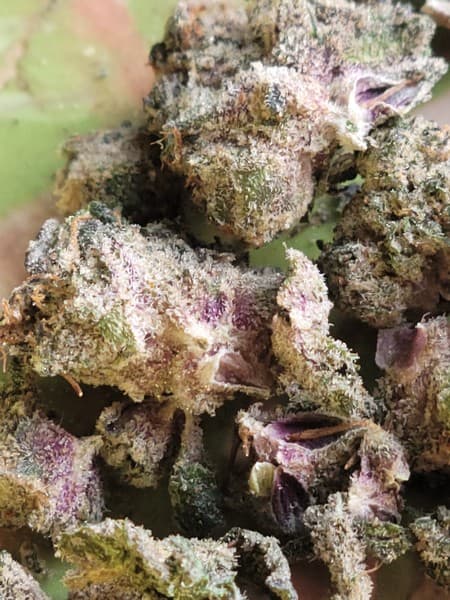 Boss OG cannabis strain, community photo 4