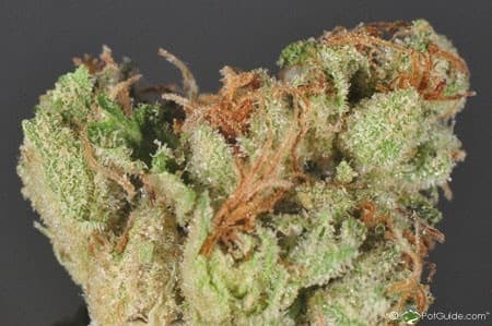 Bubba Fett cannabis strain, community photo 1