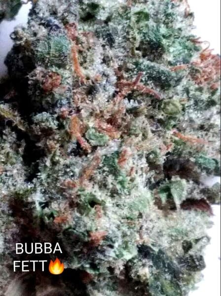 Bubba Fett cannabis strain, community photo 2