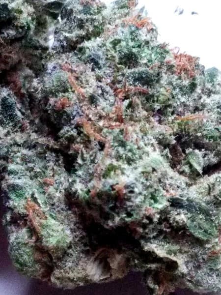 Bubba Fett cannabis strain, community photo 3