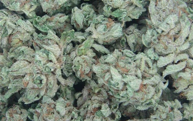 Bubba Kush cannabis strain, community photo 1