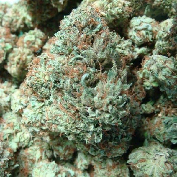 Bubba Kush cannabis strain, community photo 6