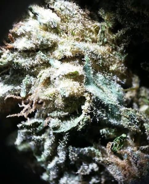 Bubba OG cannabis strain, community photo 4