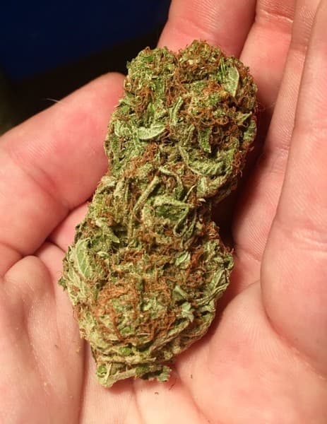 Bubba OG cannabis strain, community photo 5