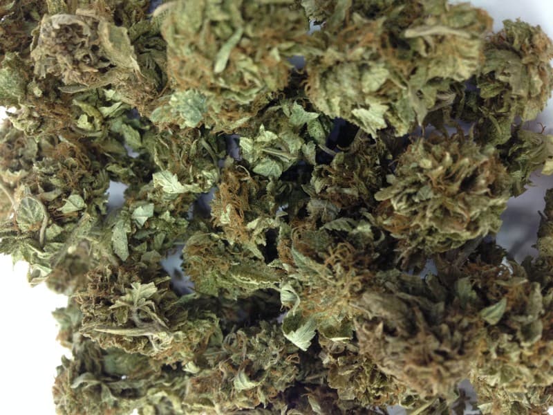 Bubble Gum cannabis strain, community photo 1