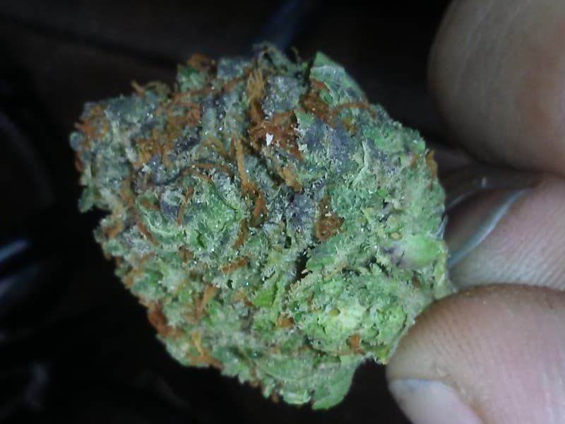 Burkle cannabis strain, community photo 1