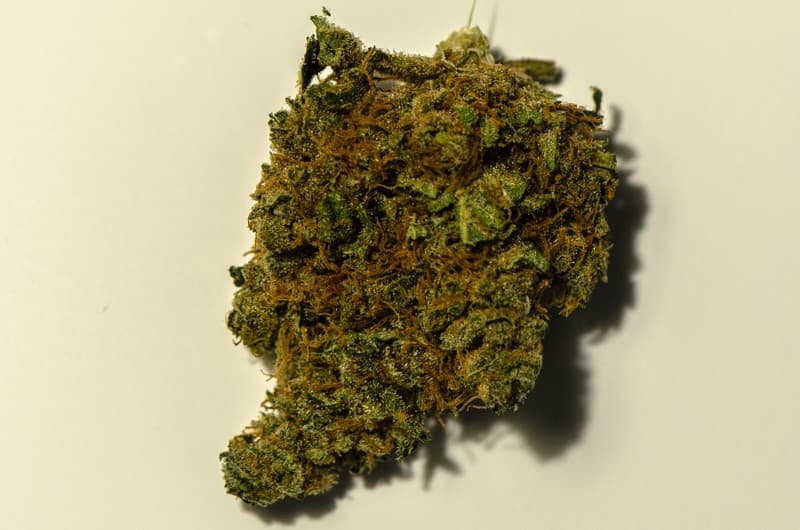 Burkle cannabis strain, community photo 2
