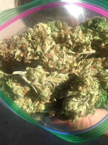 Cali Gold cannabis strain, community photo 2