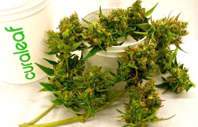Cali Gold cannabis strain, community photo 3