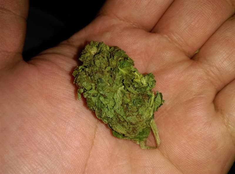 Cali Kush cannabis strain, community photo 1