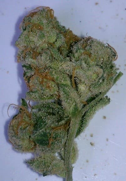 Cali Kush cannabis strain, community photo 3