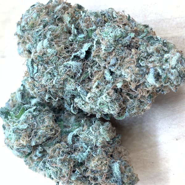 Candy Cane cannabis strain, community photo 1