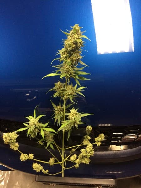 Candy Cane cannabis strain, community photo 2