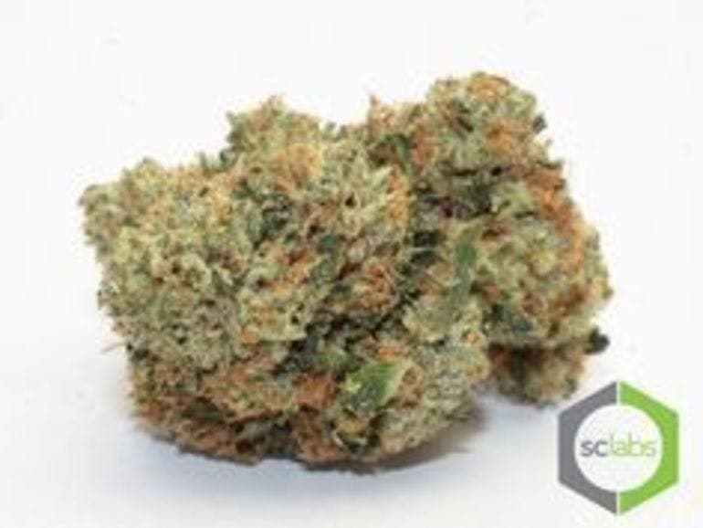 Candy Jack cannabis strain, community photo 1
