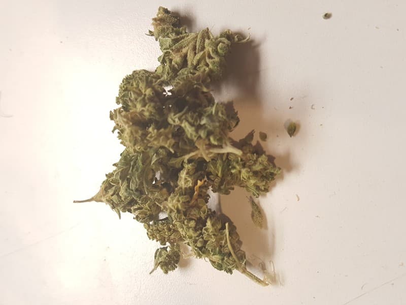 Candy Jack cannabis strain, community photo 4