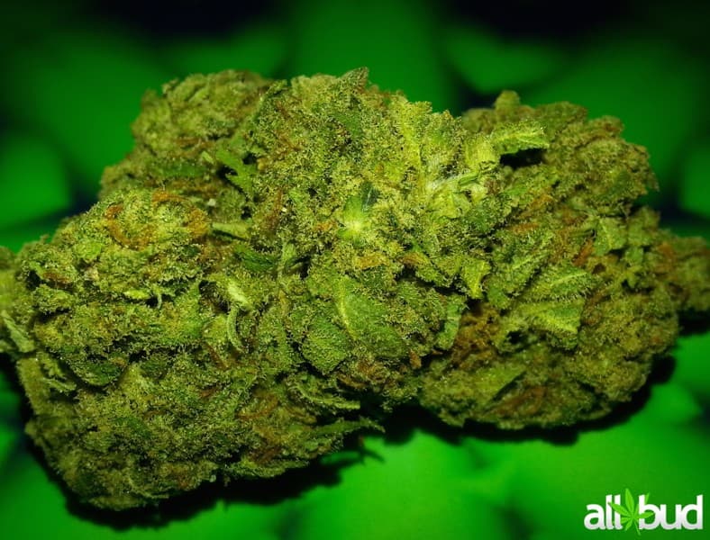 Candy Jack cannabis strain, community photo 6