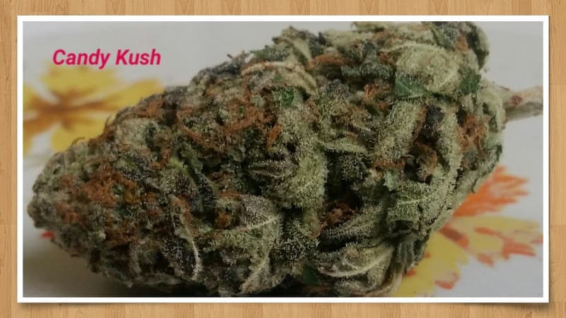 Candy Kush cannabis strain, community photo 3