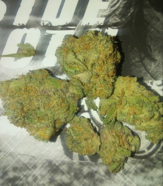 Candy Kush cannabis strain, community photo 4