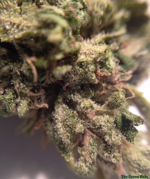 Candy Kush cannabis strain, community photo 5