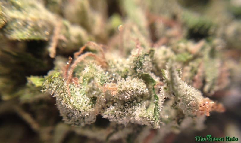 Candy Kush cannabis strain, community photo 7