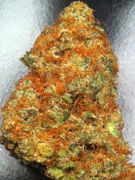 Candy Kush cannabis strain, community photo 8